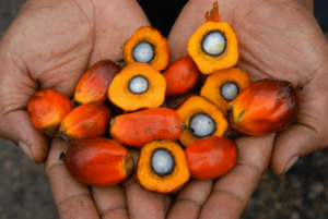 Palm oil: the expert responds