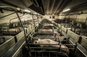 Meat for slaughter house | the Industrial breeding