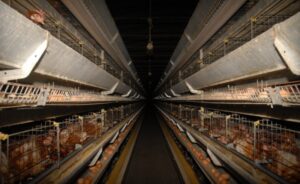Meat for slaughter: farms - Part 1