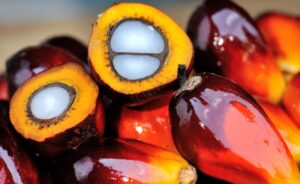 Let's know the palm oil
